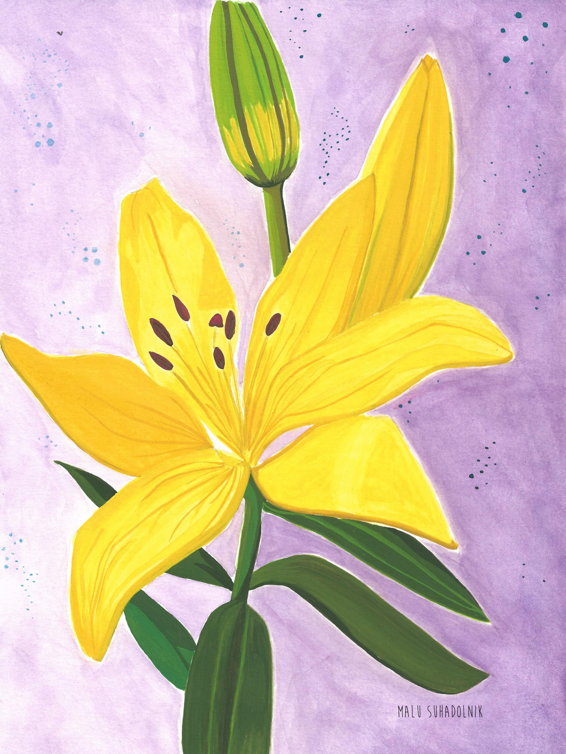 lily